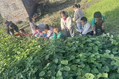亲近自然，“薯”你快乐！ ——沙岗幼儿园开展挖红薯实践活动